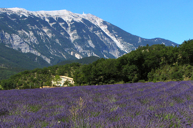 A typical Provence scenery, showing a lavender field with the Mont Ventoux in the background